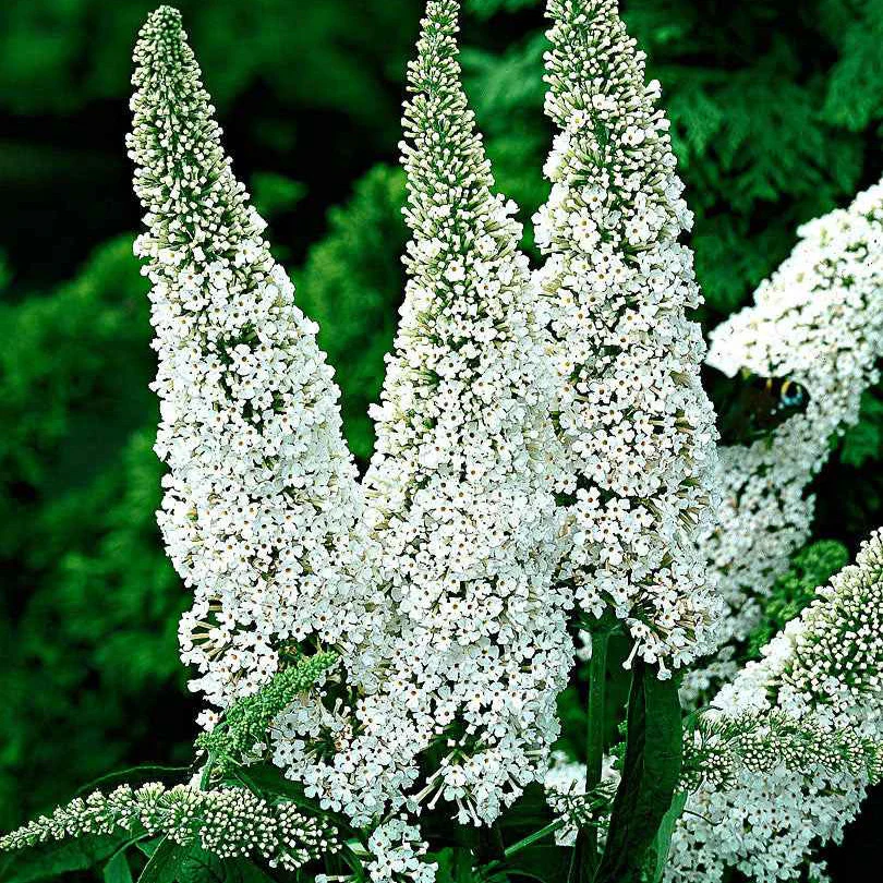 Vlinderstruik 'White Profusion' - Image 4