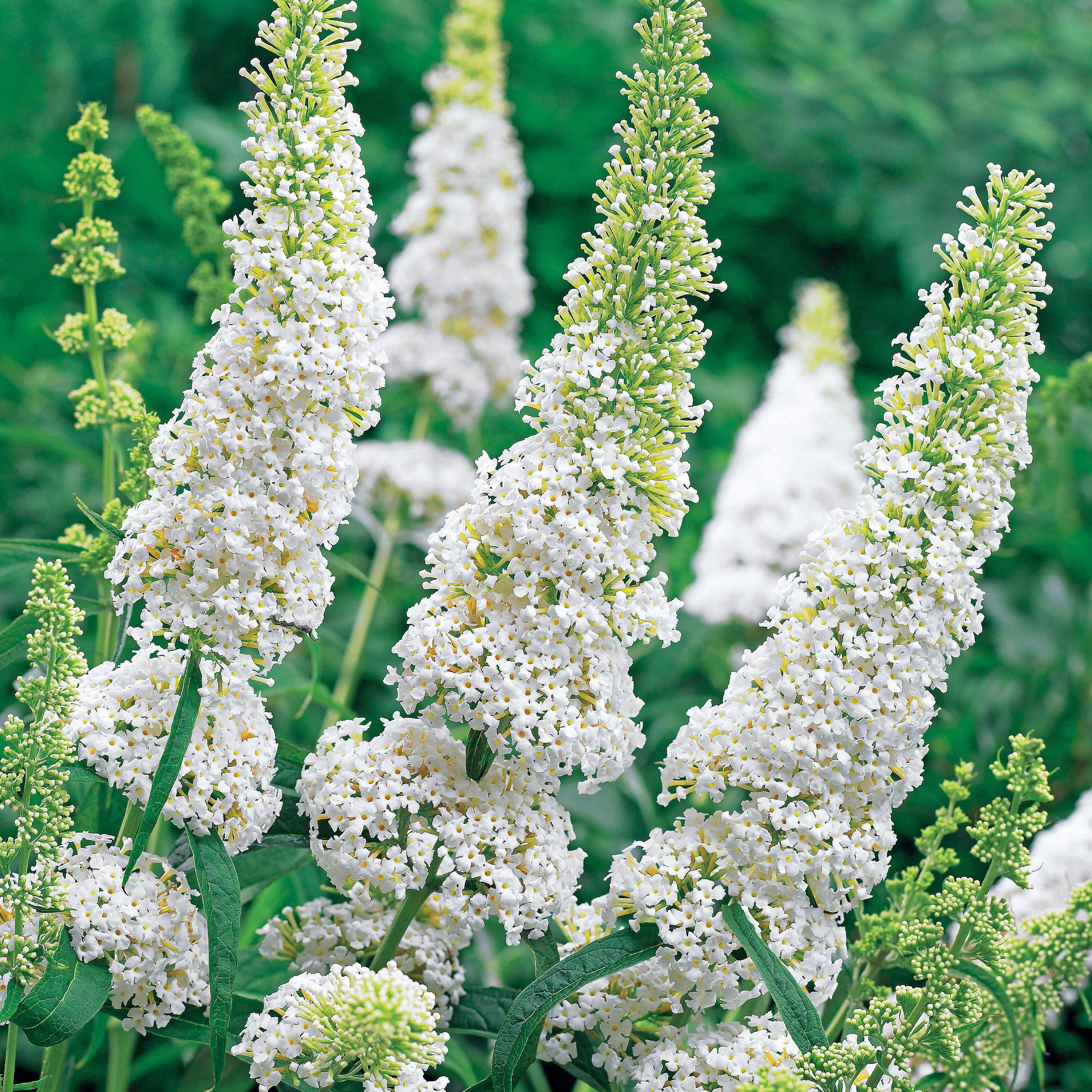 Vlinderstruik 'White Profusion' - Image 5