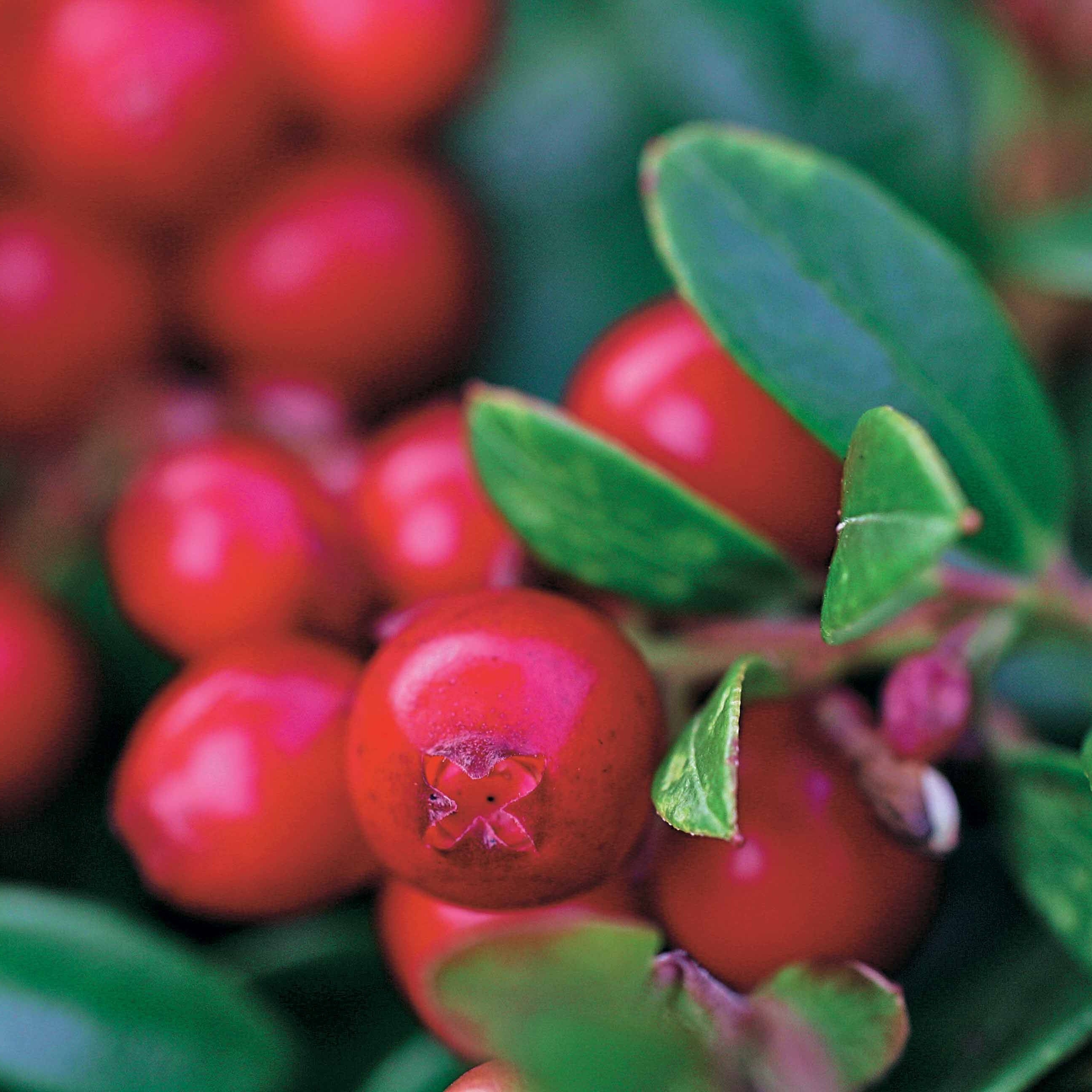 Vossenbes 'Miss Cherry'® - Image 3