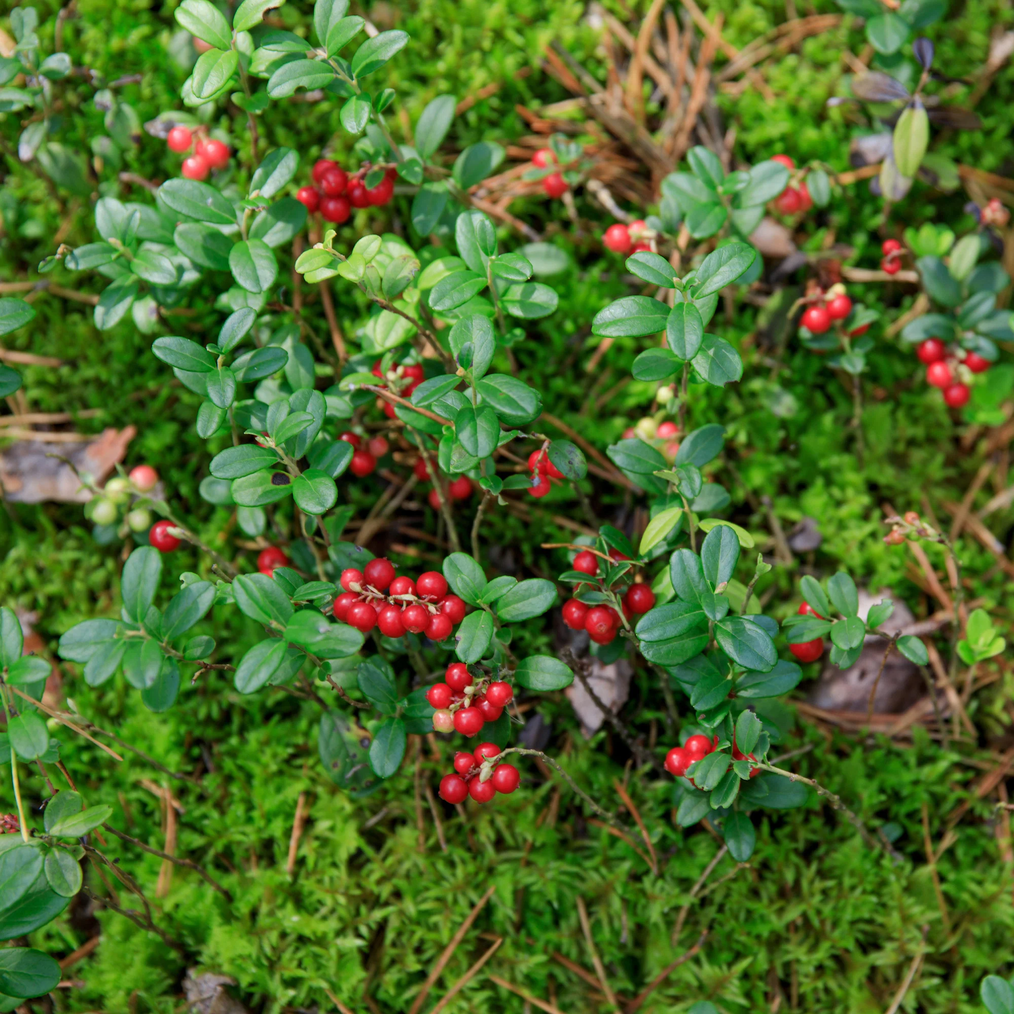 Vossenbes 'Miss Cherry'® - Image 4