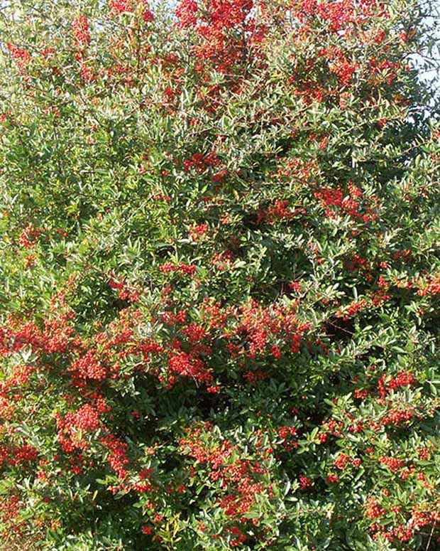 Vuurdoorn 'Dart's Red'® 'Interrada'
