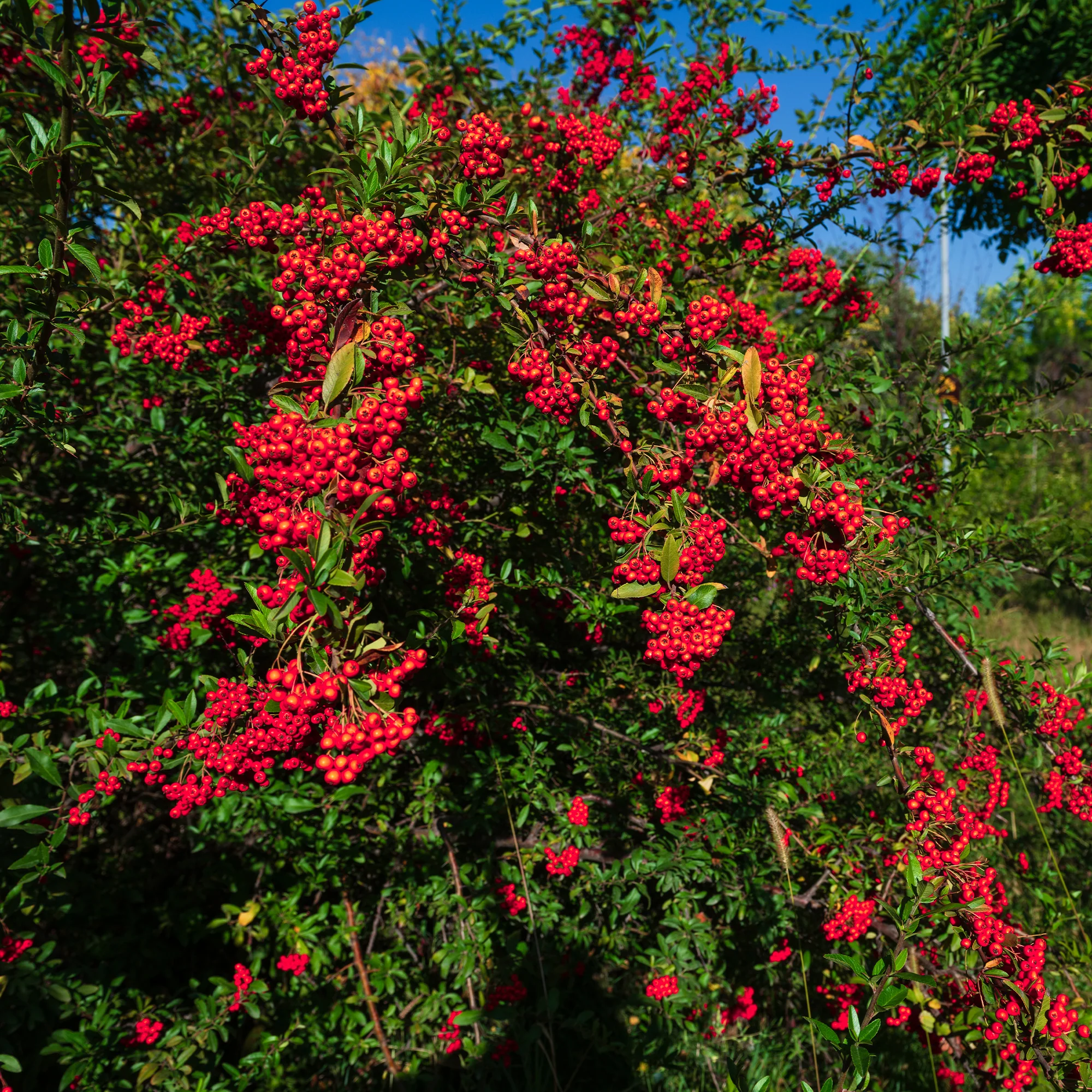 Vuurdoorn - rood