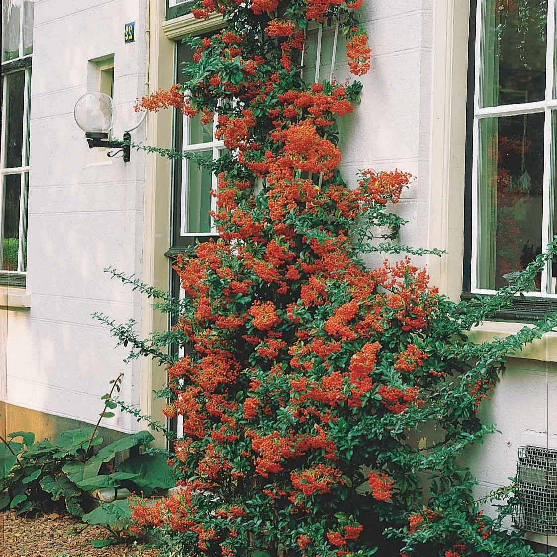 Vuurdoorn - rood - Image 2