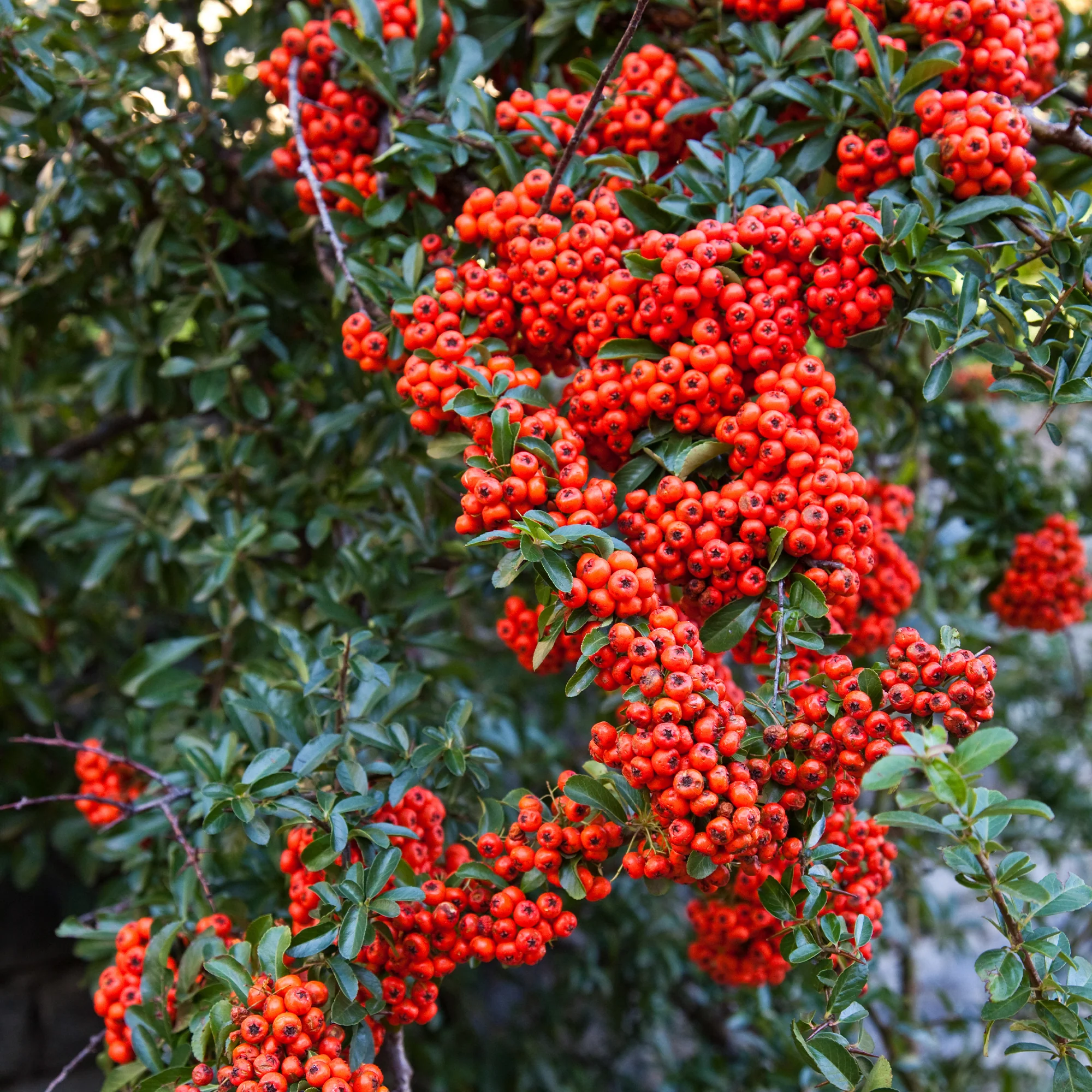 Vuurdoorn - rood - Image 3