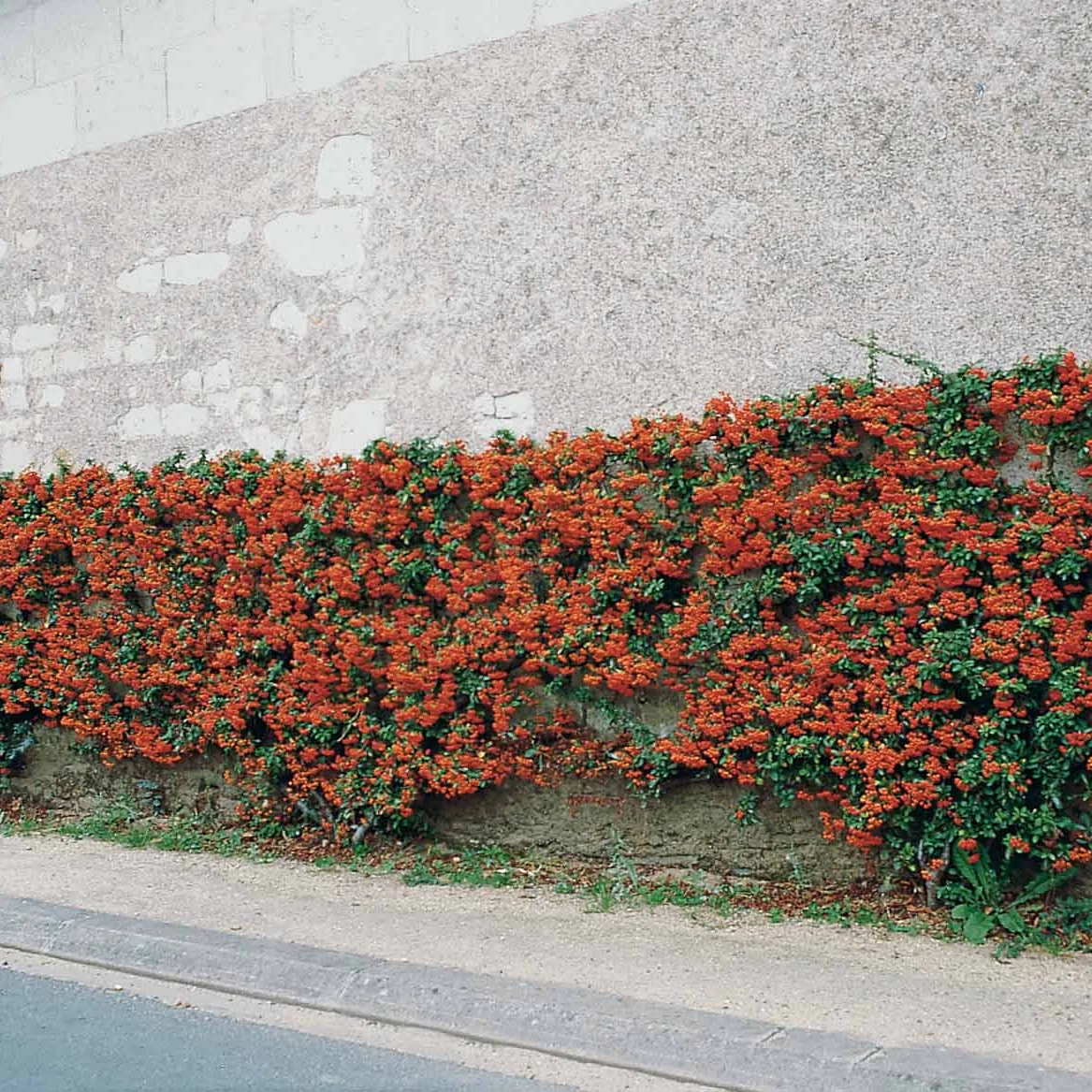 Vuurdoorn 'Saphyr Rouge' (x3)
