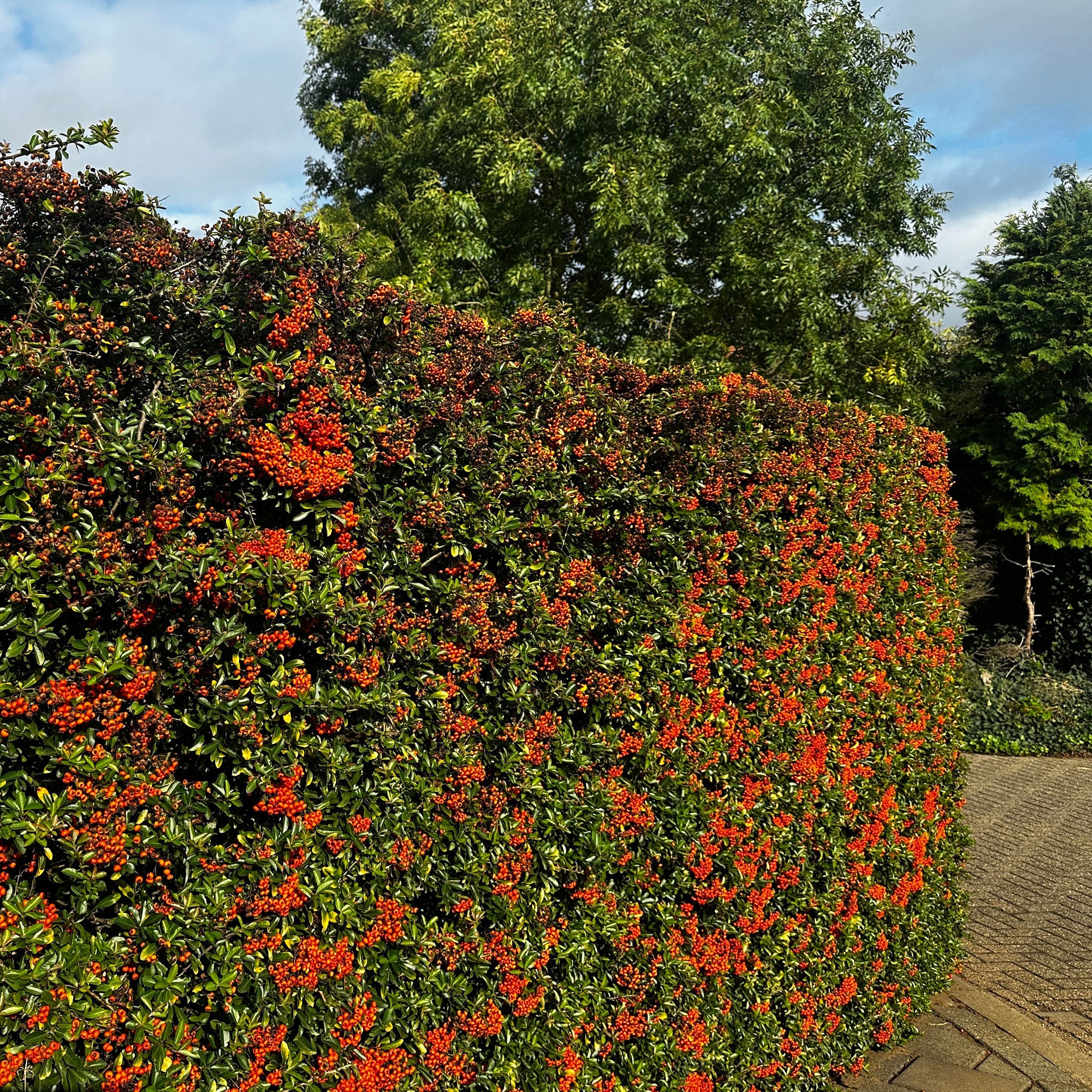 Vuurdoorn 'Saphyr Rouge' (x3) - Image 2
