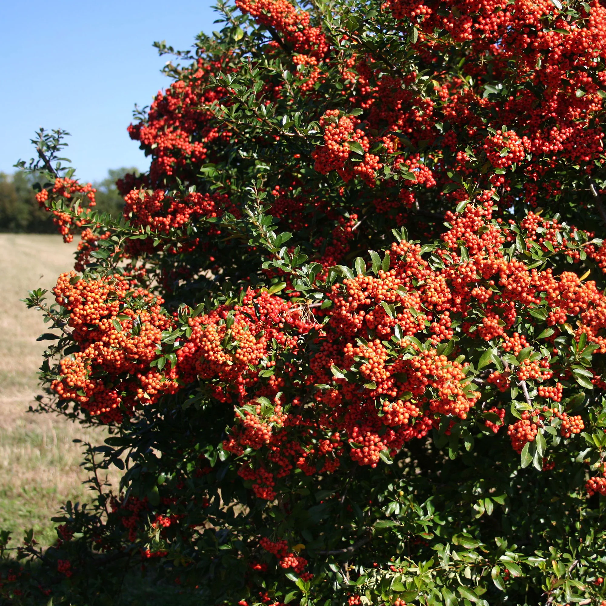 Vuurdoorn 'Saphyr Rouge' (x3) - Image 4