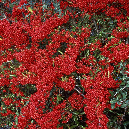 Vuurdoorn 'Saphyr® Rouge Cadrou' - Image 3