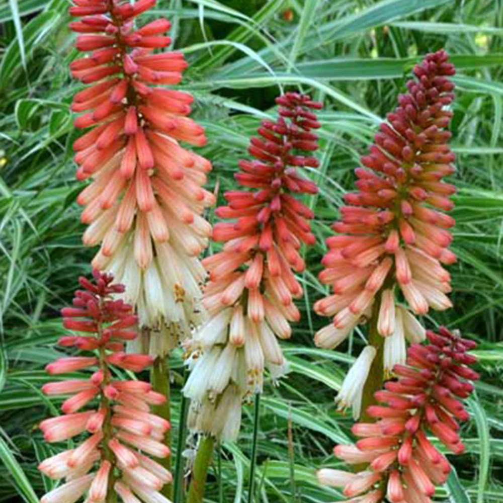 Vuurpijl 'Orange Vanilla Popsicle'®
