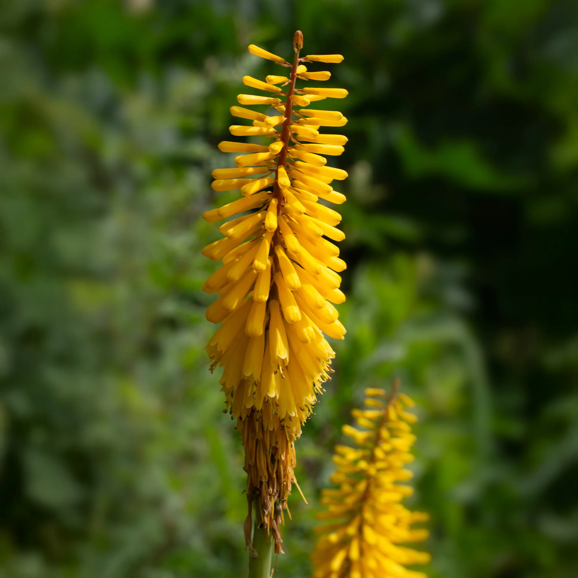 Vuurpijl 'Sunningdale Gold' (x3) - Image 2