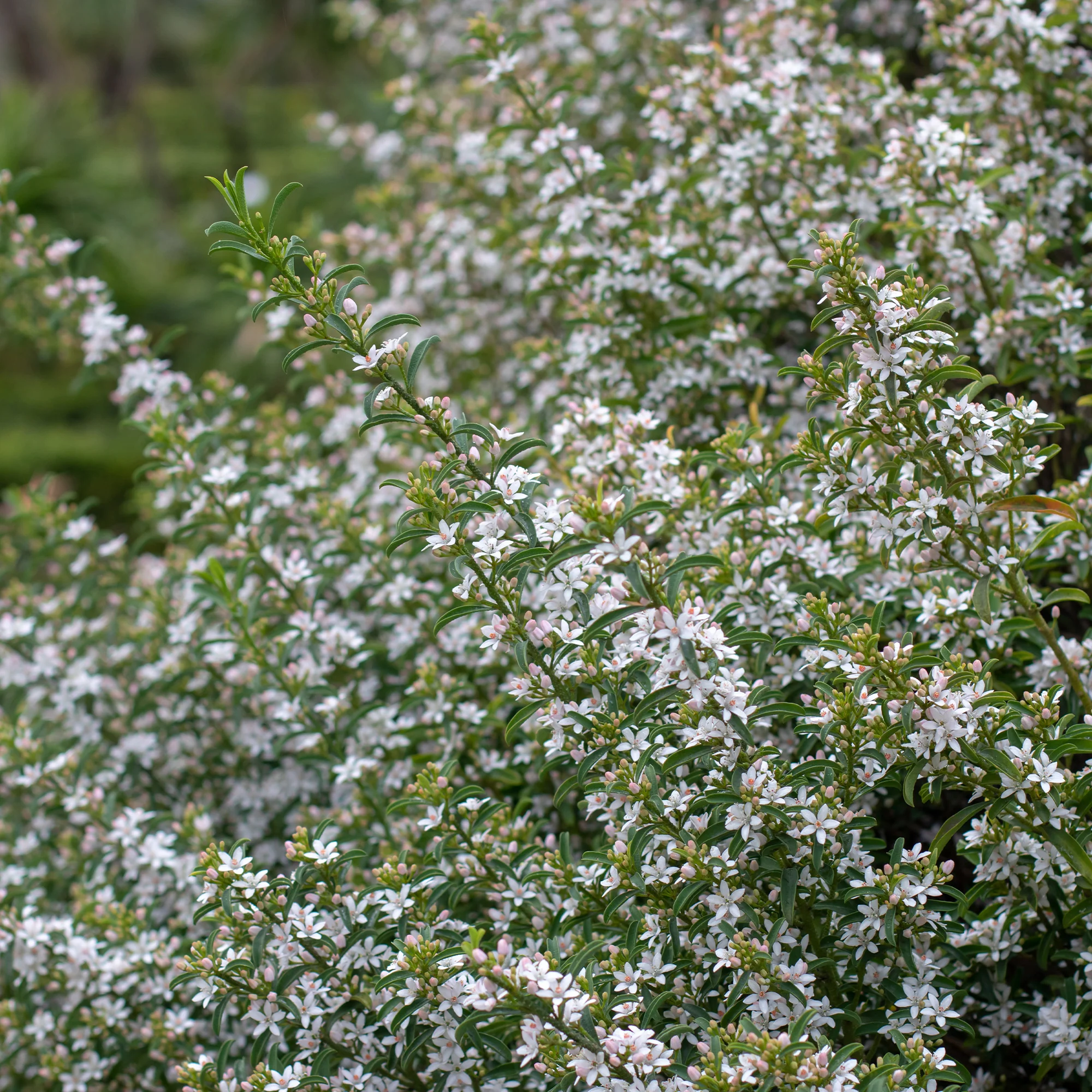Wasbloem - Image 3