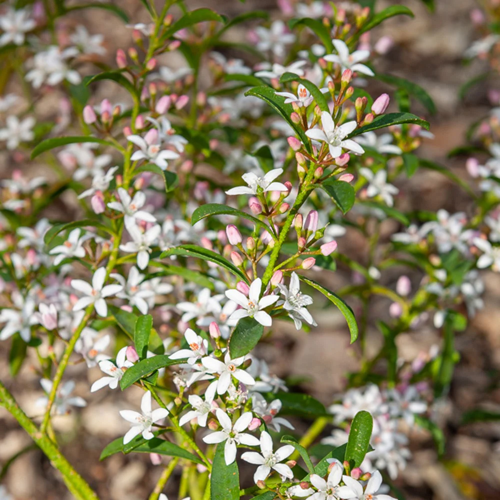 Wasbloem - Image 4