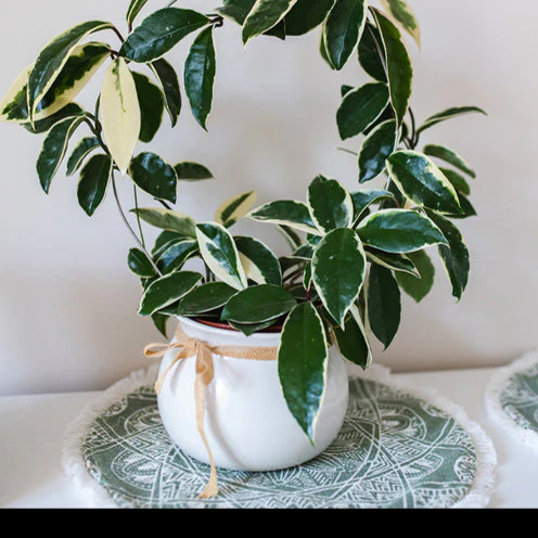 Wasplant - Image 4