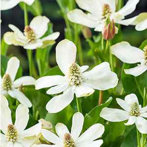 Californische Anemopsis - Image 2