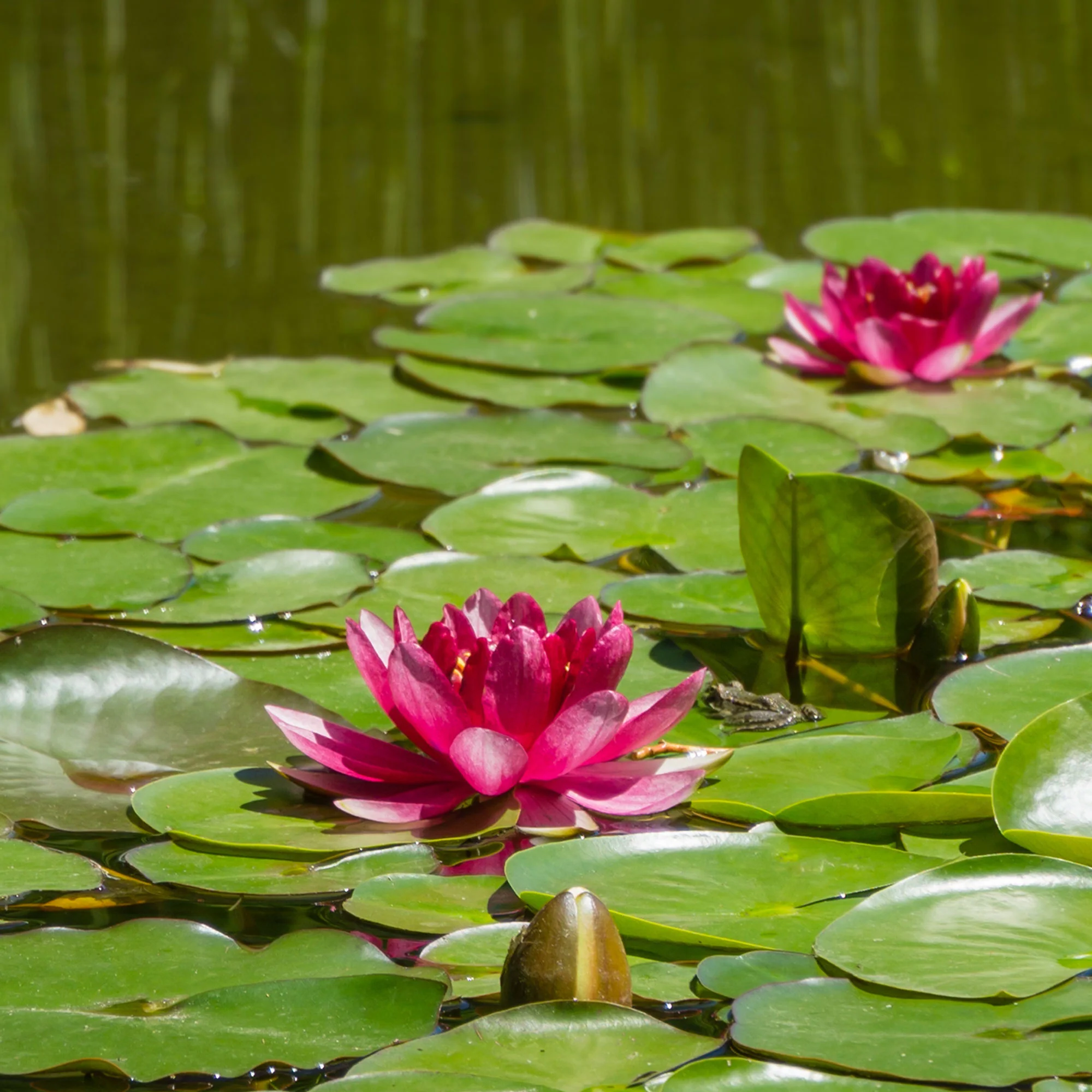 Waterlelie attractie - Image 3