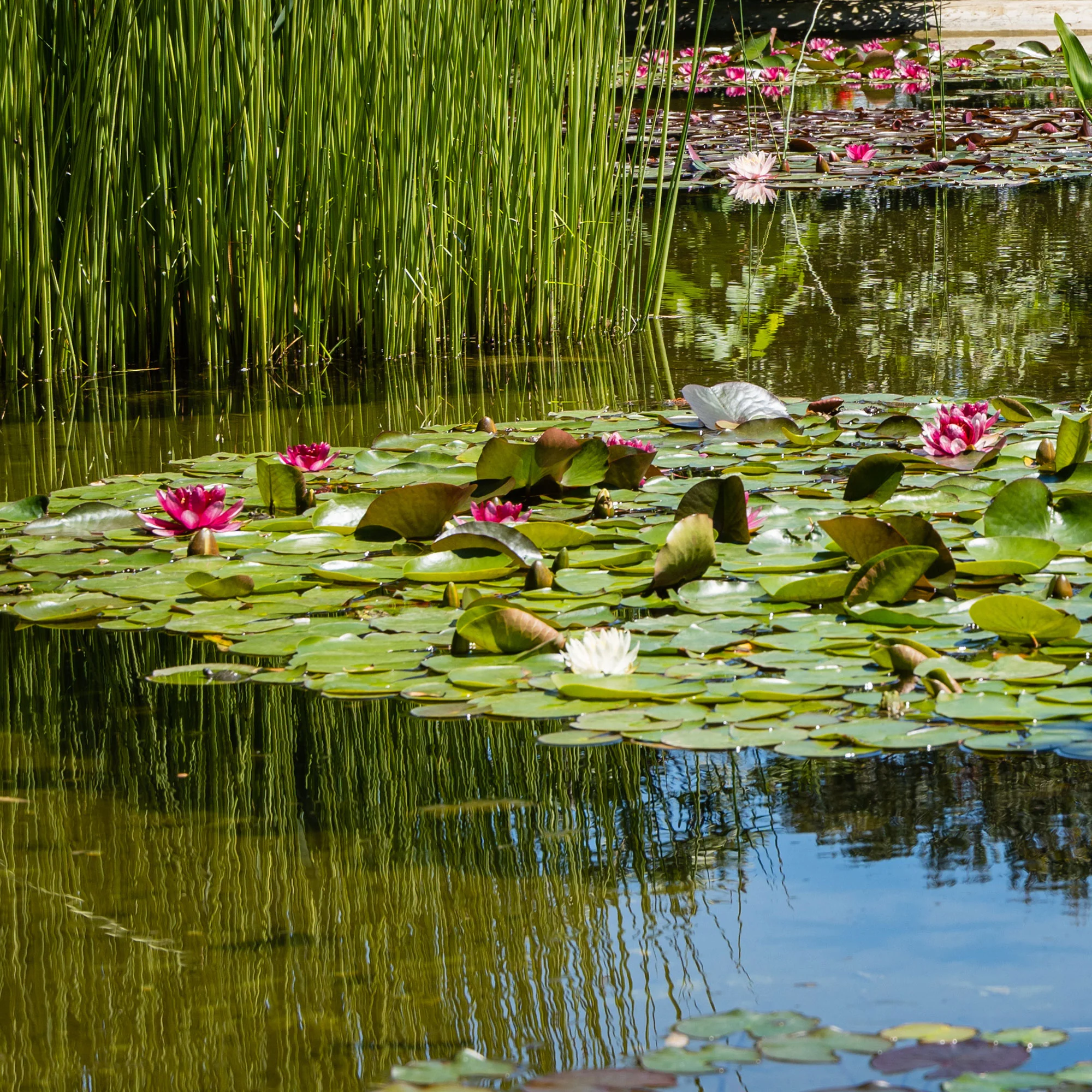 Waterlelie attractie - Image 4