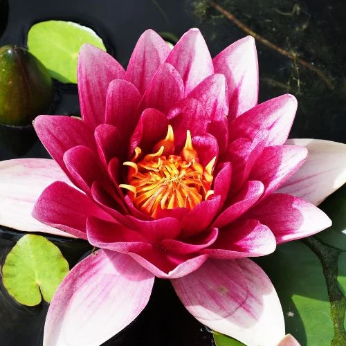 Waterlelie attractie - Image 5
