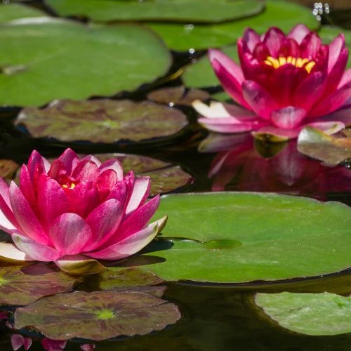 Waterlelie attractie - Image 6