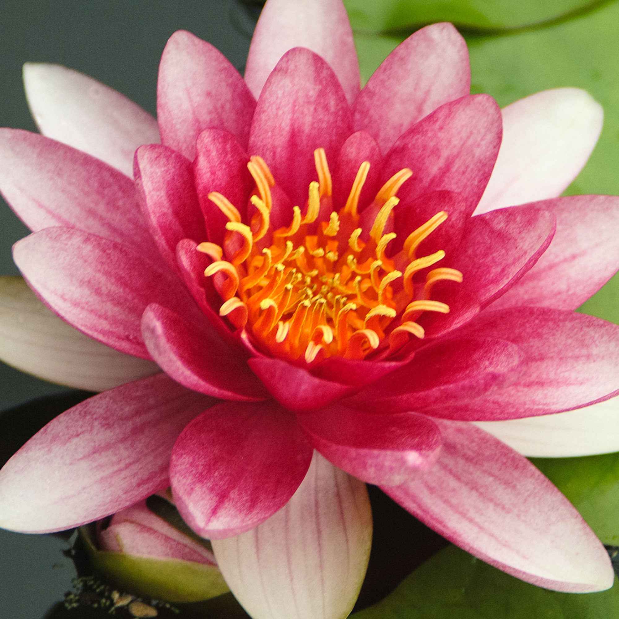 Waterlelie attractie - Image 7
