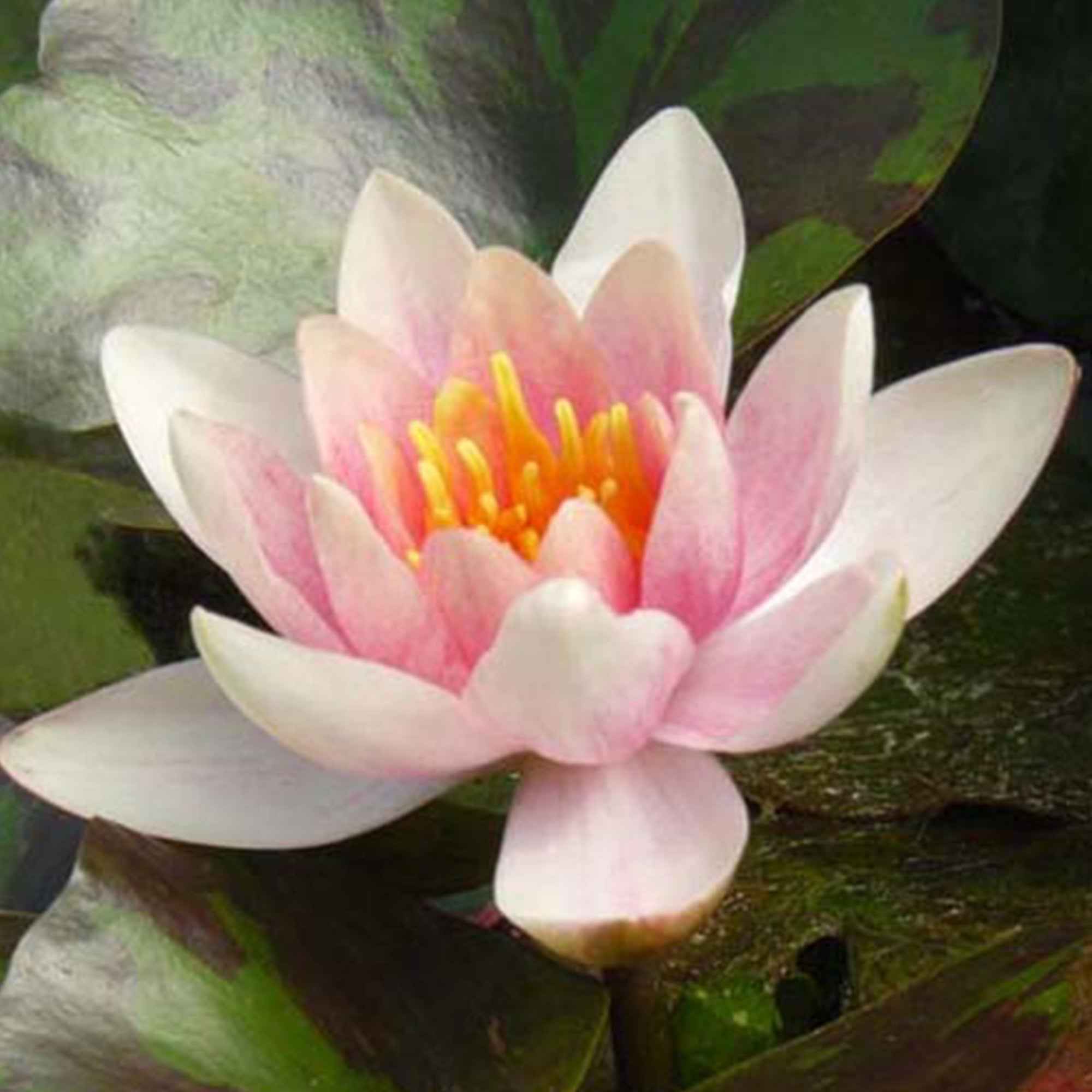 Waterlelie 'Aurora'