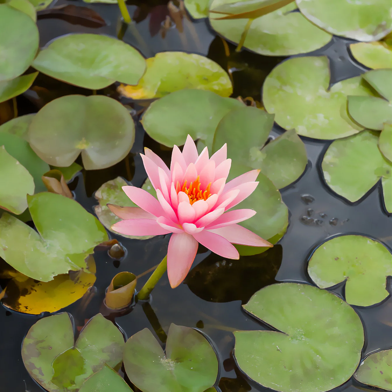 Waterlelie 'Colorado'
