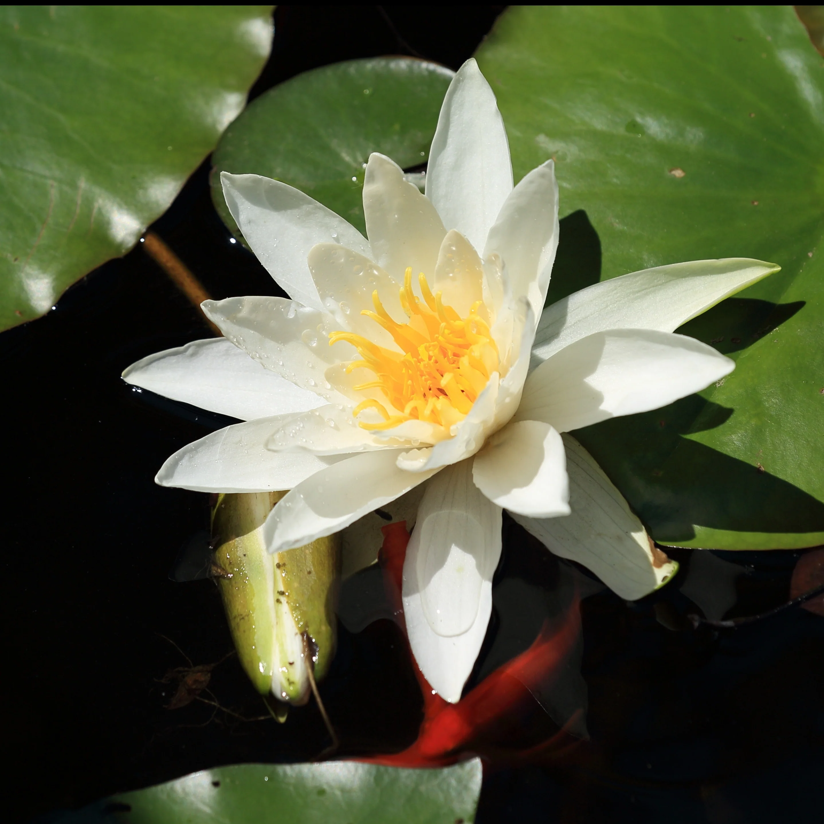Waterlelie 'Gladstoniana' - Image 3
