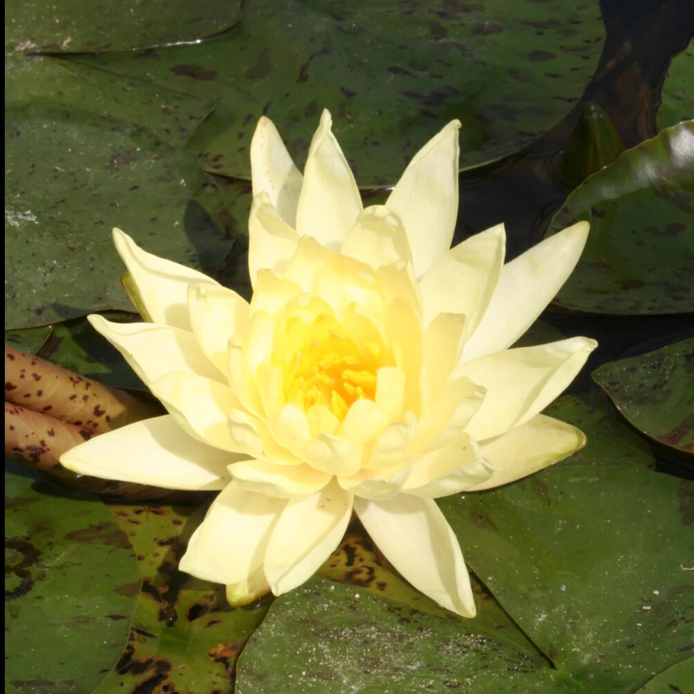 Waterlelie 'Joey Tomocick'