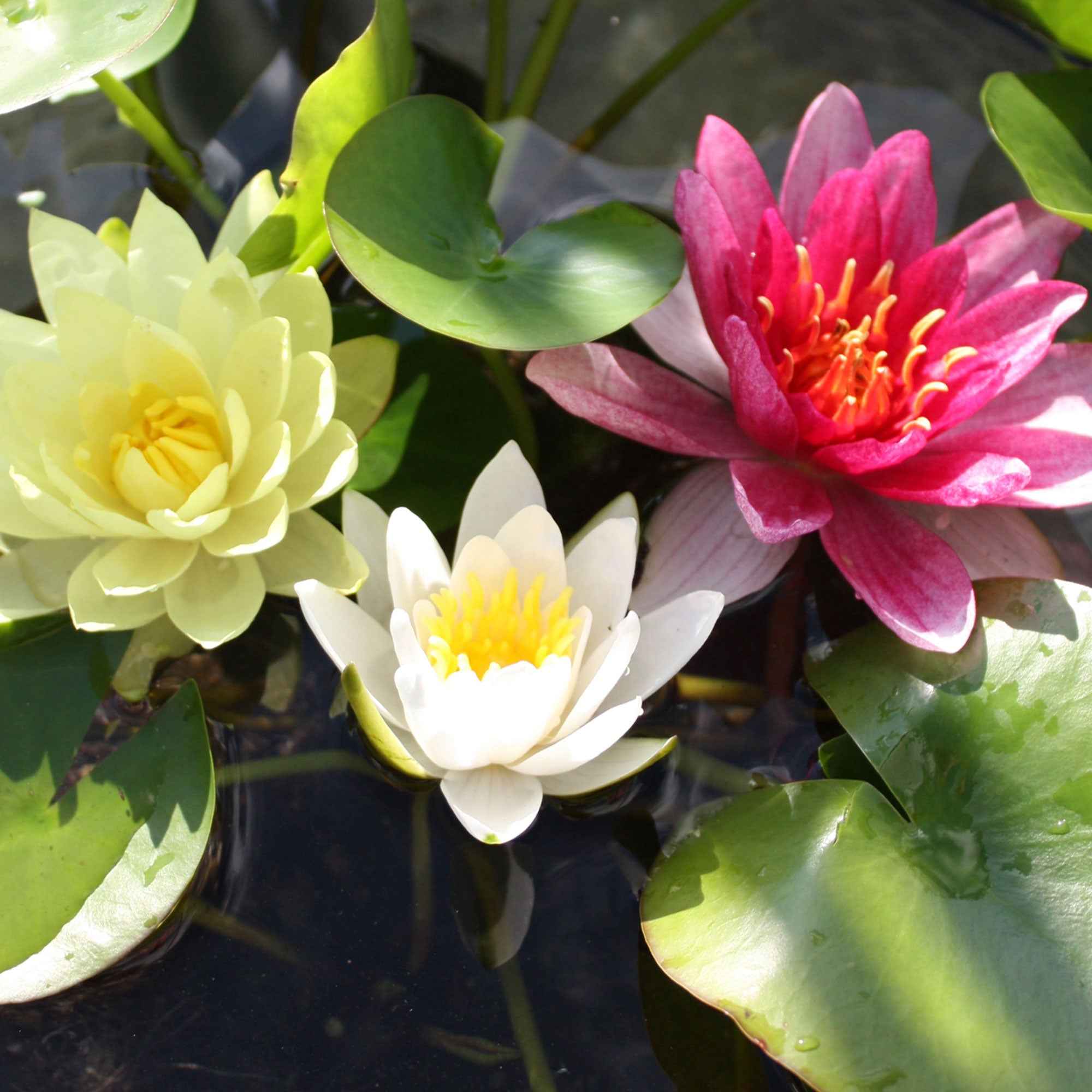 Waterlelie roze - geel - wit (x3)