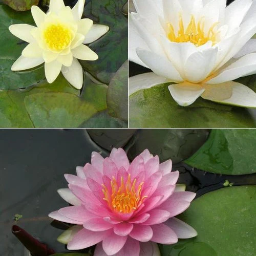 Waterlelie roze - geel - wit (x3) - Image 2