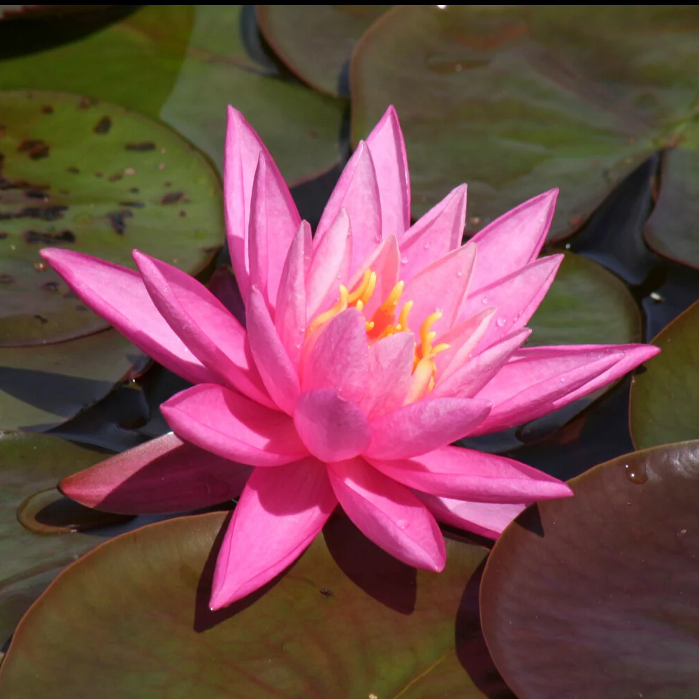 Waterlelie 'Rose Arey'