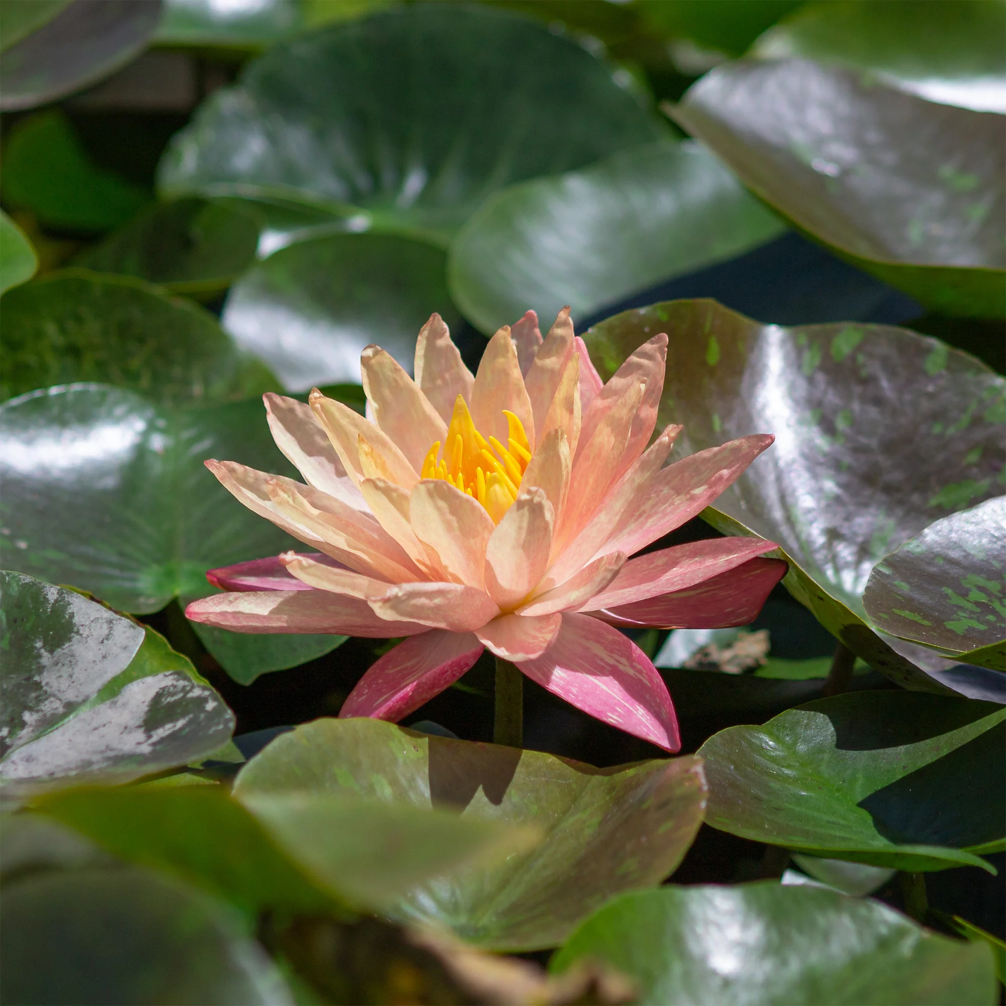 Populaire vijverplanten