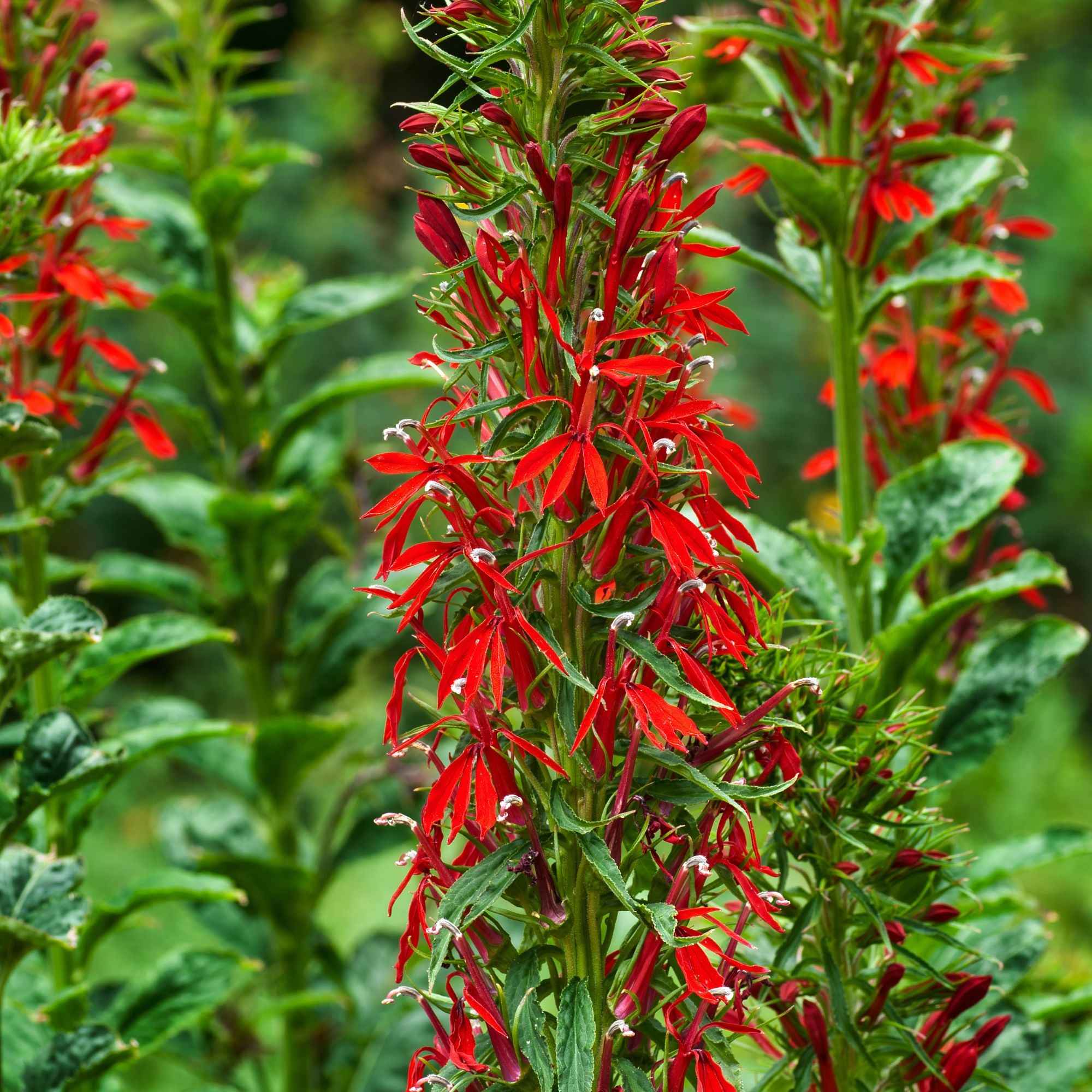 Scharlaken Lobelia