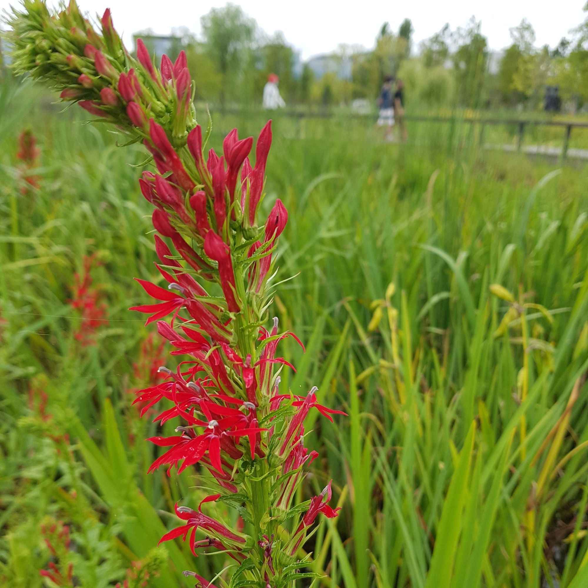 Scharlaken Lobelia - Image 2