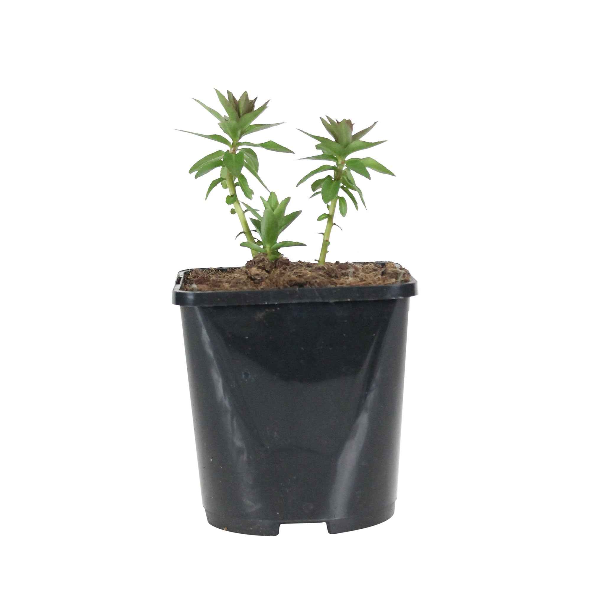Waterlobelia - Image 2