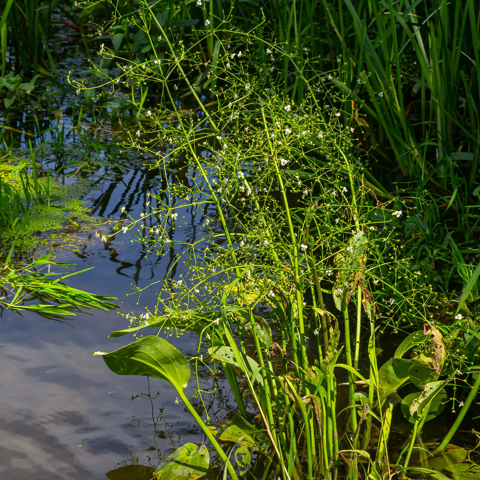 Waterweegbree - Image 4