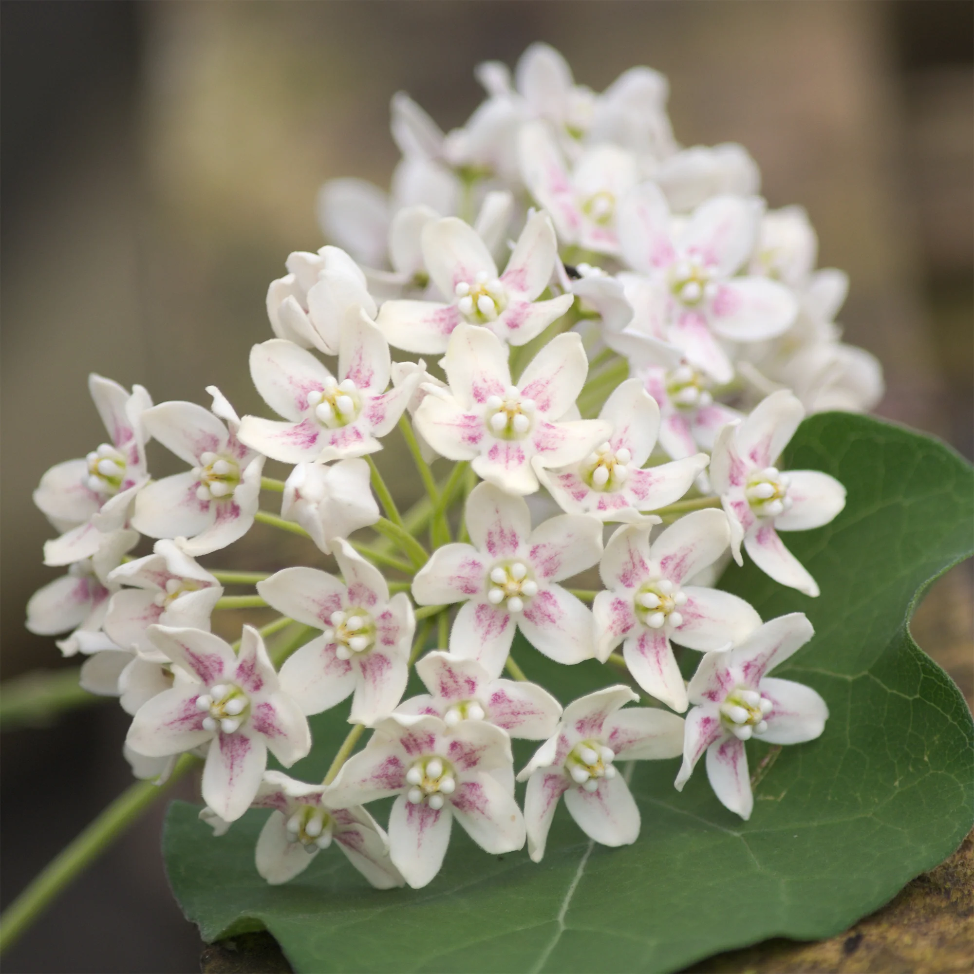 Wattakaka sinensis - Image 3
