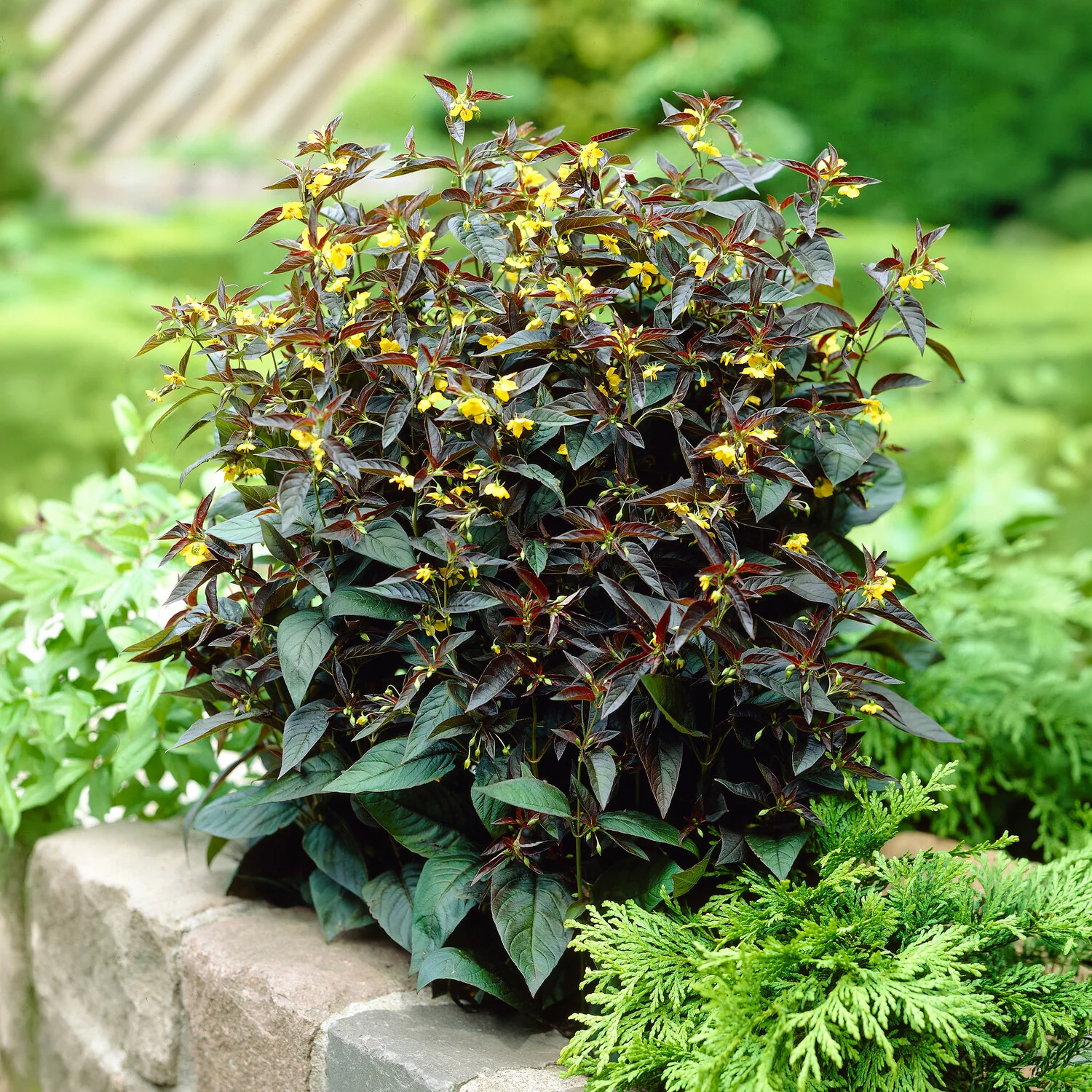 Miniatuur 1