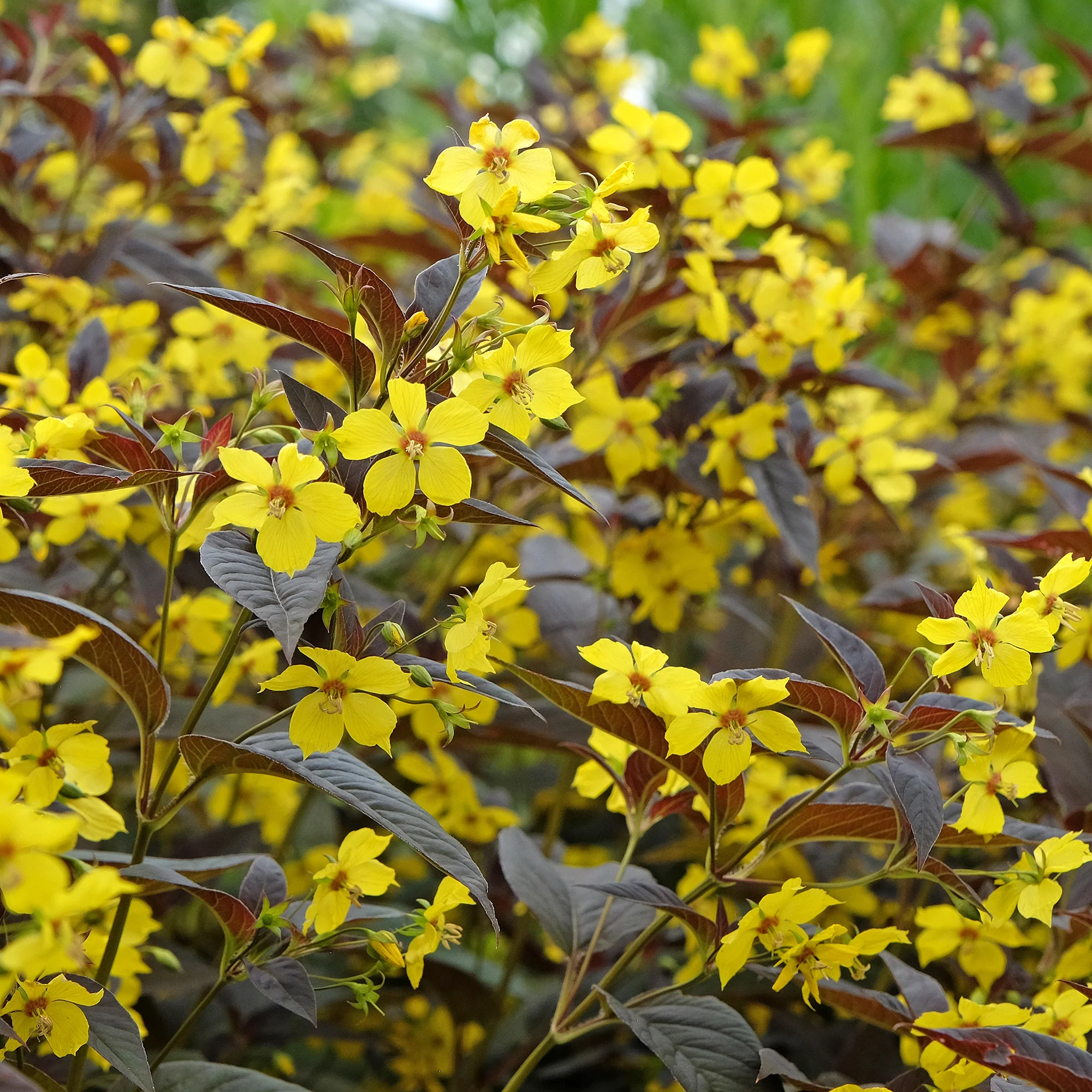 Miniatuur 2