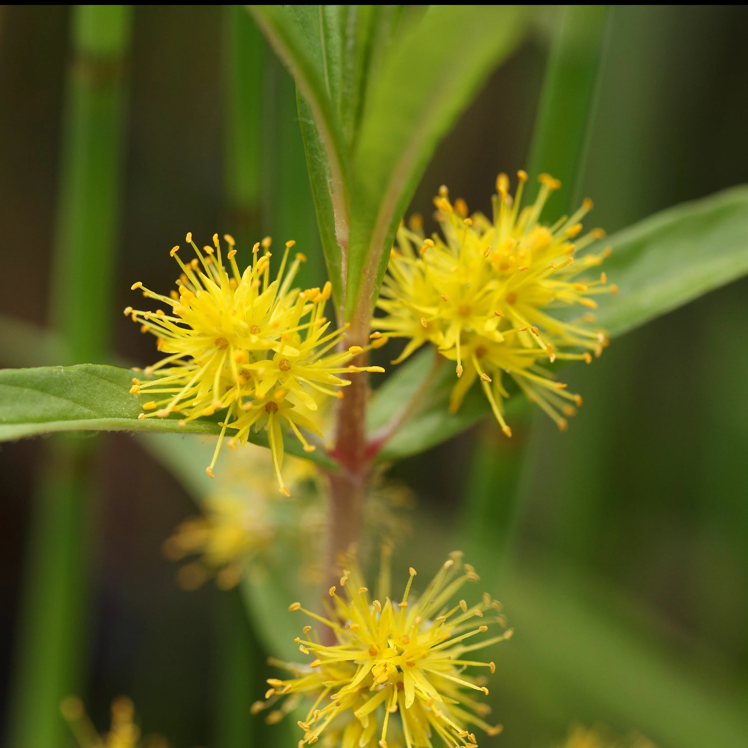 Wederik Thyrsiflora - Image 2