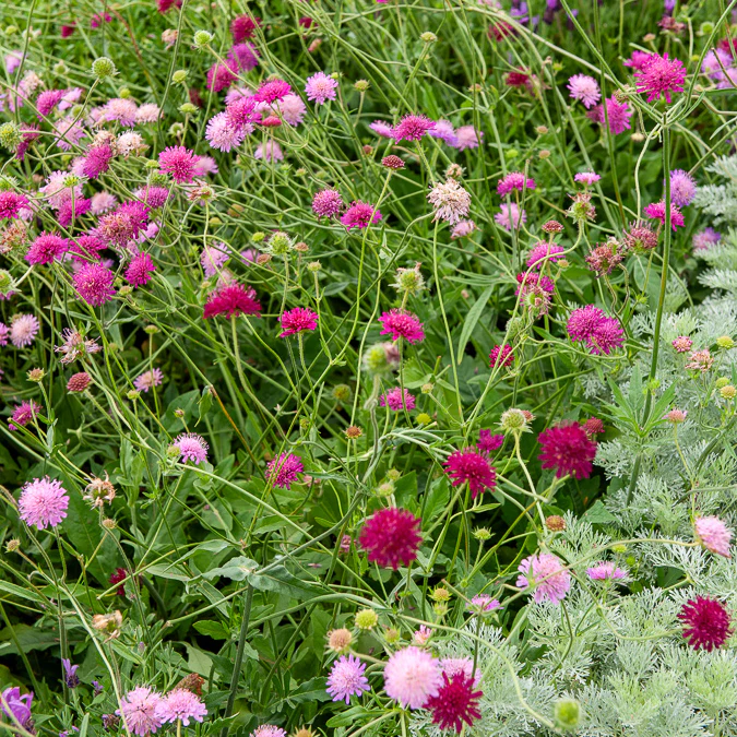 Weduwebloem Melton Pastels - Image 3