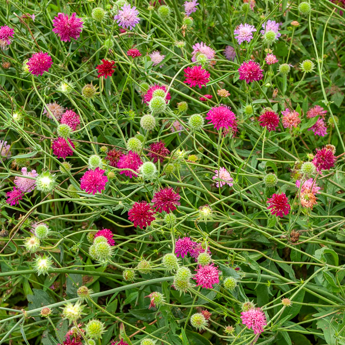 Weduwebloem Melton Pastels - Image 4