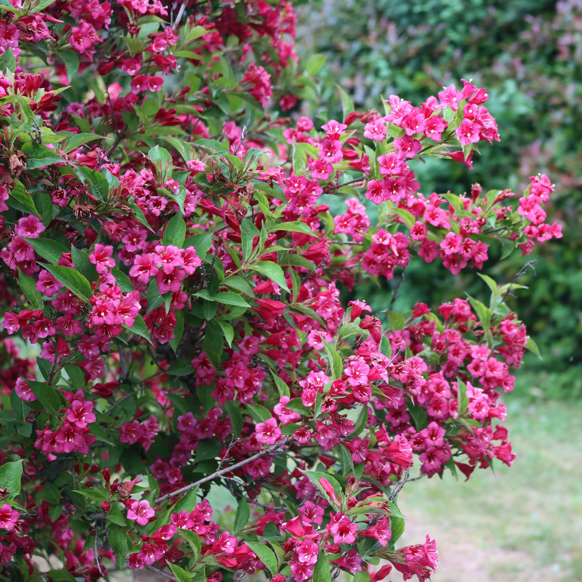 Weigelia 'Bristol Robijn'