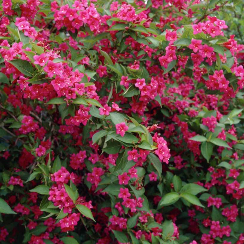 Weigelia 'Bristol Robijn' - Image 2