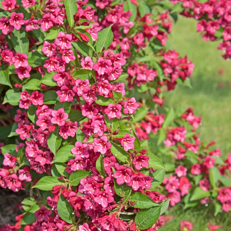 Weigelia 'Bristol Robijn' - Image 3