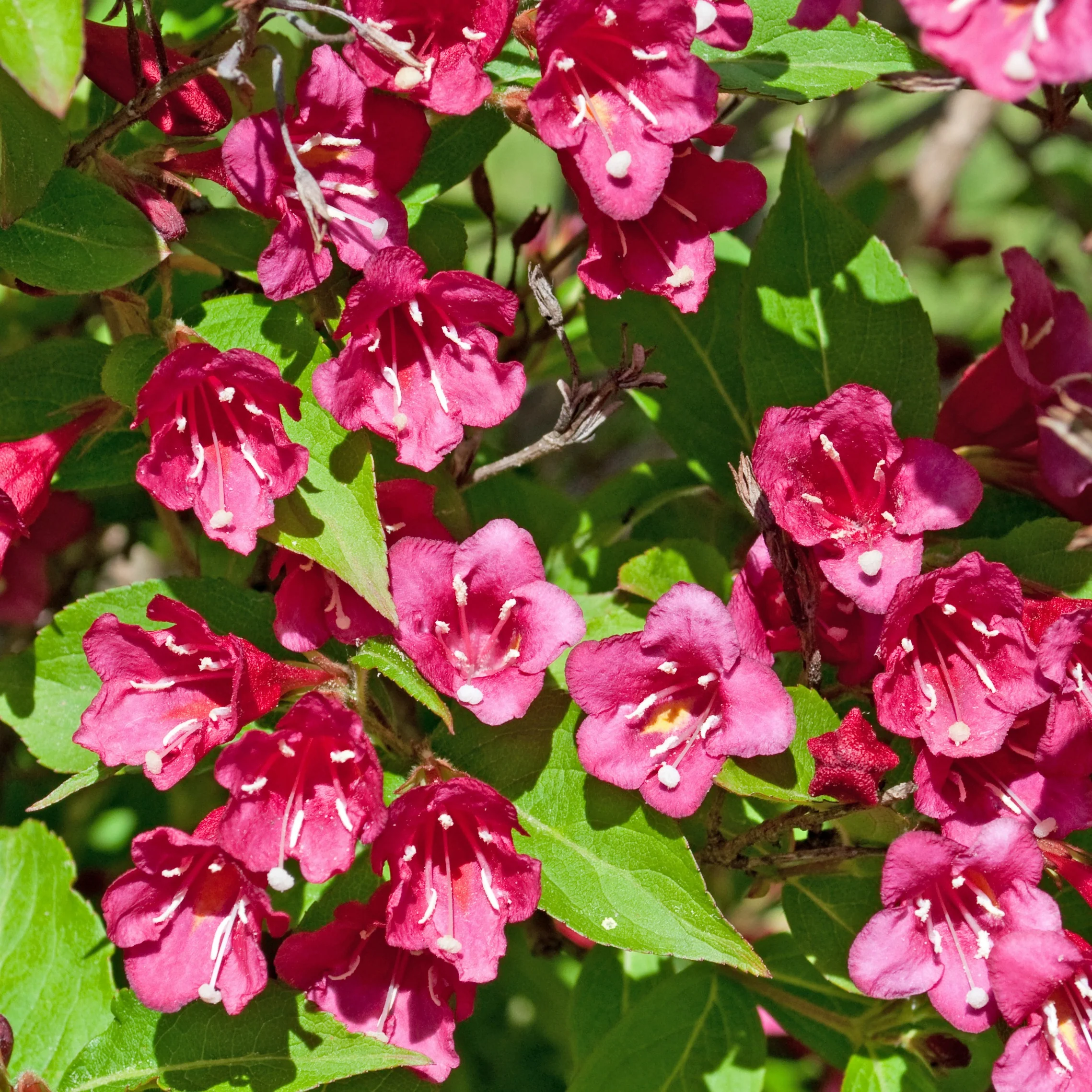 Weigelia 'Bristol Robijn' - Image 4