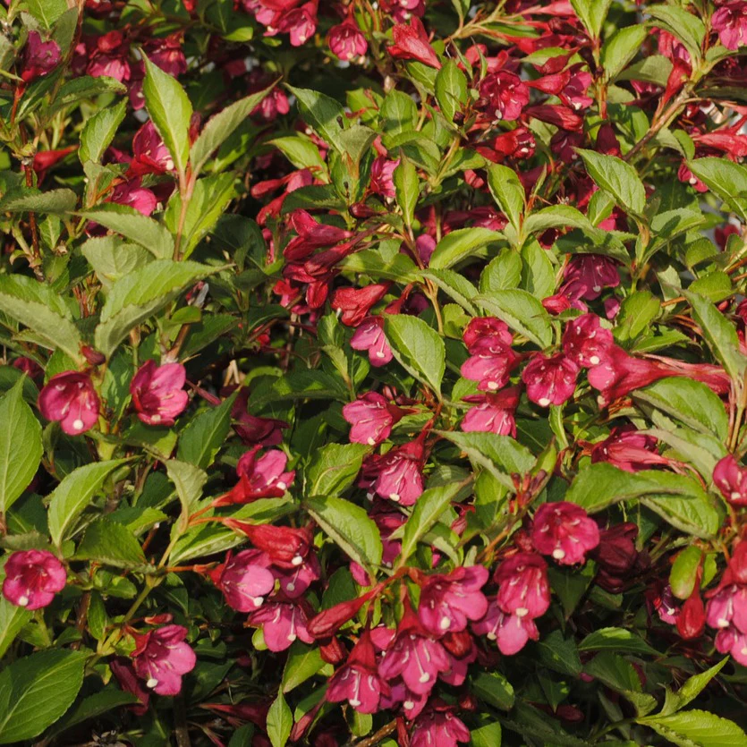 Weigelia 'Bristol Robijn' - Image 5