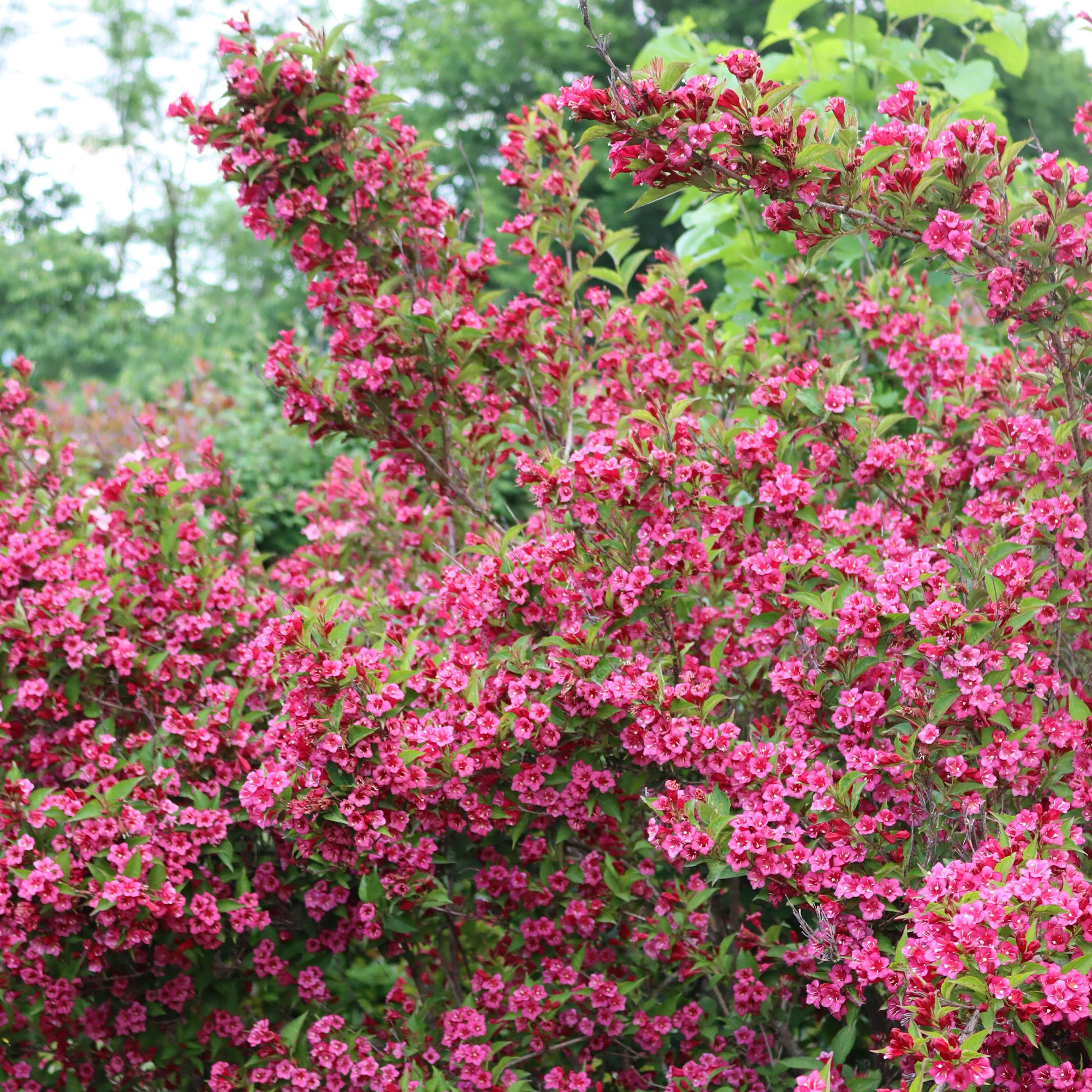 Weigelia 'Bristol Robijn' - Image 6