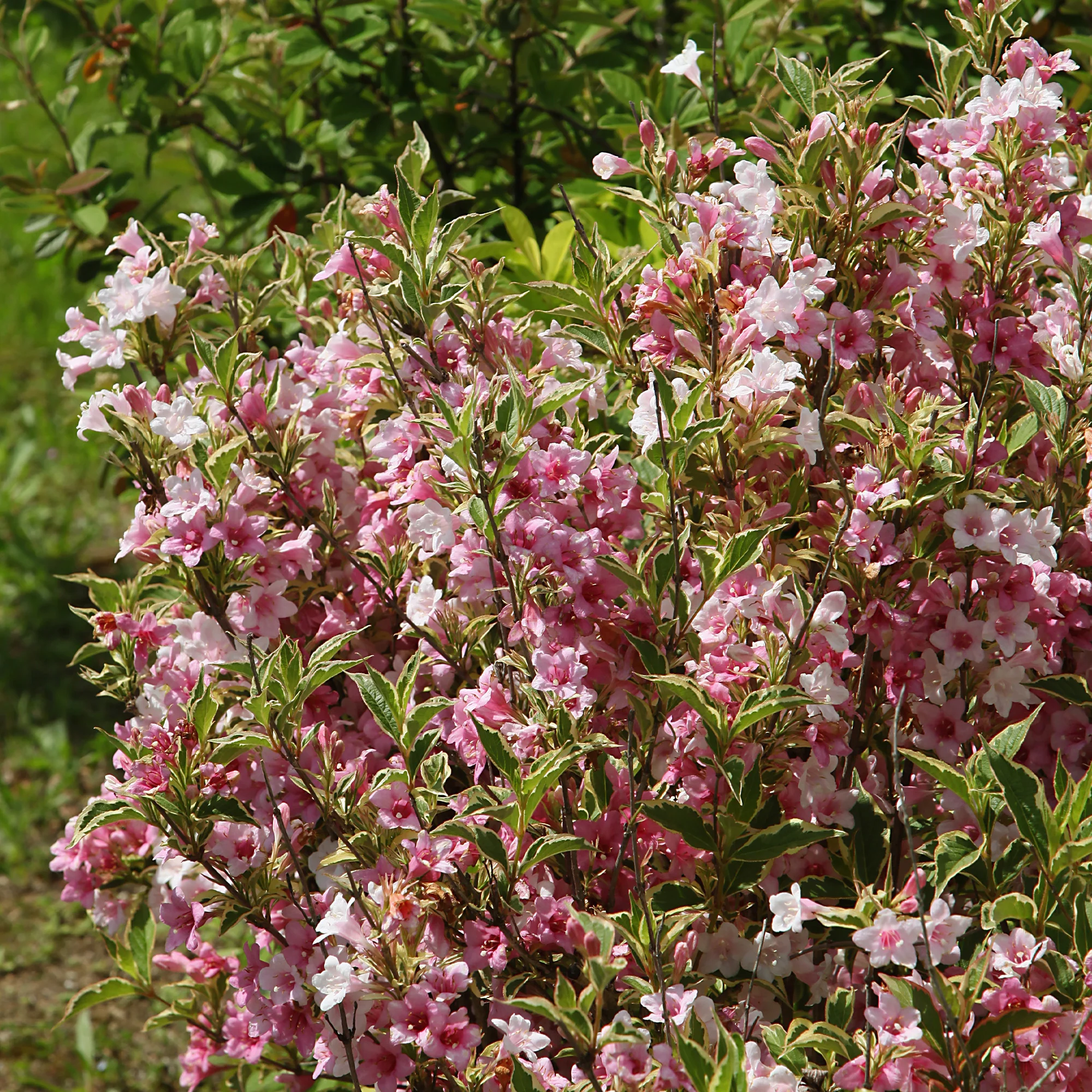 Weigelia florida Variegata