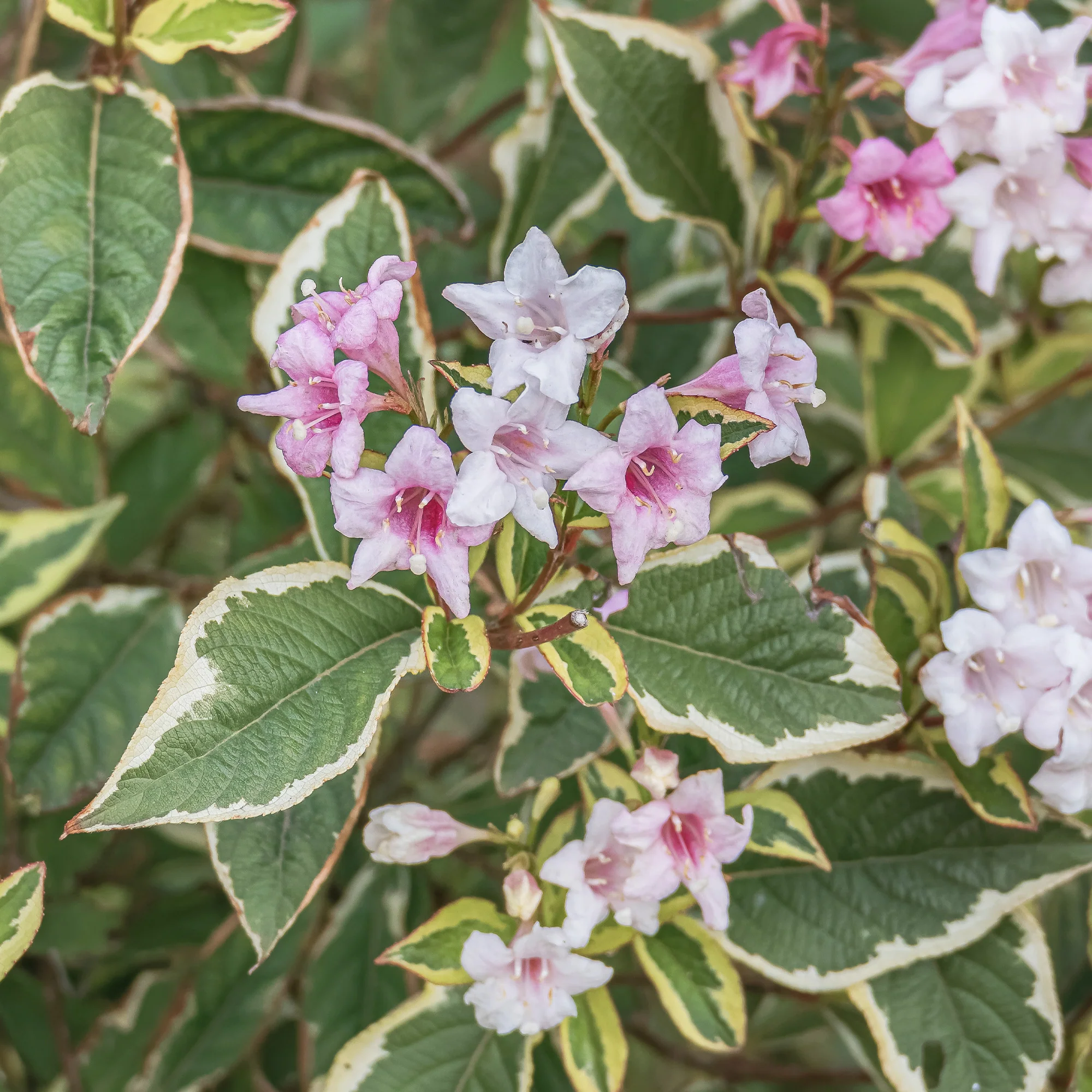 Weigelia florida Variegata - Image 3