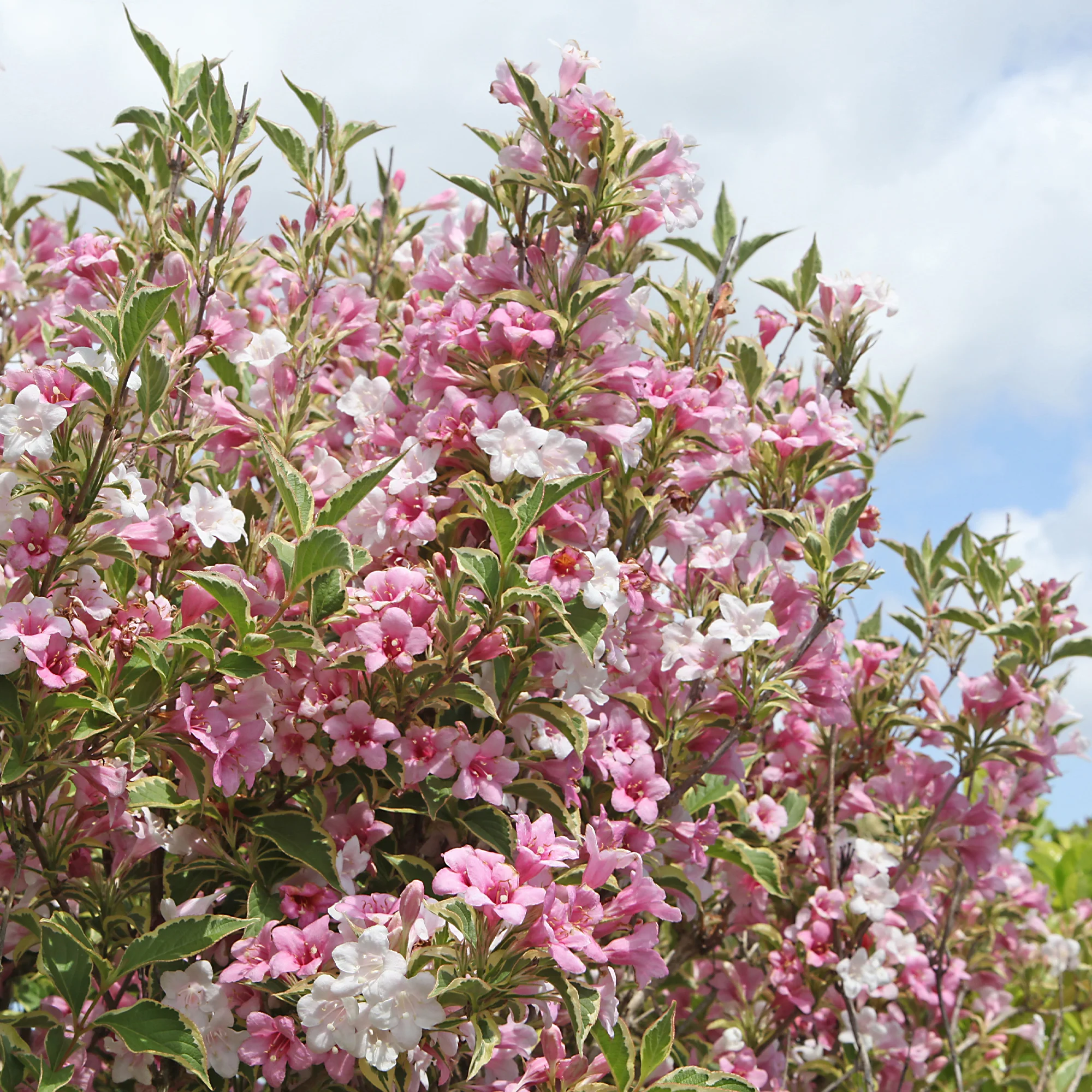 Weigelia florida Variegata - Image 4